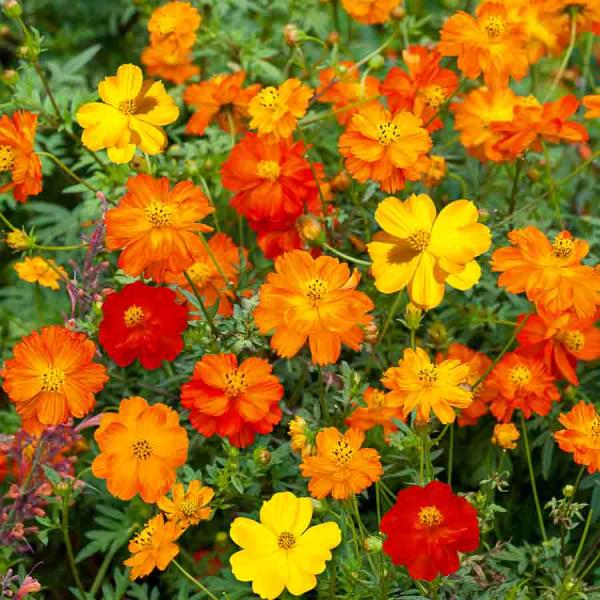 Fleurs - Cosmos Sulphureus Varié - face recto